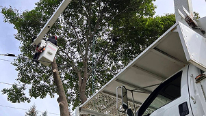 ATCP - Accredited Tree Care