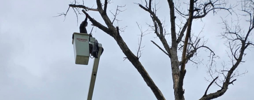 Beech Leaf Disease symptoms on a beech tree leaf showing dark banding and curling in Erie County, NY