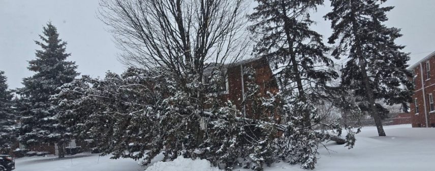 Large tree with cracked trunk and leaning structure after a storm in Gowanda, NY, showing common signs of potential tree failure.