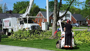Licensed and Fully Insured Tree Service