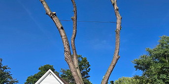 tree cabling and bracing