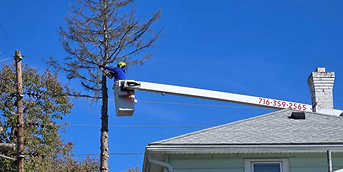 tree trimming and pruning
